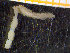  ( - NTNU-VM_78168)  @11 [ ] Creative Commons BY NC SA (2020) University of Bergen Natural History Collections