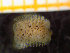 ( - NTNU-VM_78169)  @11 [ ] Creative Commons BY NC SA (2020) University of Bergen Natural History Collections
