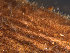  ( - NTNU-VM_83700)  @11 [ ] Creative Commons BY NC SA (2022) University of Bergen Natural History Collections