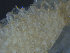  ( - NTNU-VM_83709)  @11 [ ] Creative Commons BY NC SA (2022) University of Bergen Natural History Collections