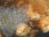  ( - NTNU-VM_83764)  @11 [ ] Creative Commons BY NC SA (2022) University of Bergen Natural History Collections