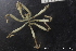  ( - NTNU_76372)  @11 [ ] Creative Commons BY NC SA (2020) University of Bergen Natural History Collections