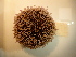  (Echinus esculentus - NTNU-VM-74704)  @11 [ ] Creative Commons BY NC SA (2020) University of Bergen Natural History Collections