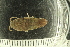  (Idotea neglecta - UMBergen_HBF_B16)  @11 [ ] Creative Commons BY NC SA (2020) University of Bergen Natural History Collections