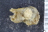  (Molgula retortiformis - ZMBN_130051)  @11 [ ] CreativeCommons - Attribution Non-Commercial Share-Alike (2019) University of Bergen Natural History Collections