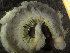 ( - ZMBN_130147)  @11 [ ] Creative Commons BY NC SA (2020) University of Bergen Natural History Collections