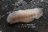  ( - ZMBN_130147)  @11 [ ] Creative Commons BY NC SA (2020) University of Bergen Natural History Collections