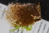  ( - ZMBN_130362)  @11 [ ] CreativeCommons BY NC SA (2021) University of Bergen Natural History Collections