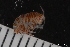  ( - ZMBN_130406)  @11 [ ] Creative Commons BY NC SA (2020) University of Bergen Natural History Collections
