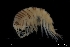  ( - ZMBN_130406)  @11 [ ] Creative Commons BY NC SA (2020) University of Bergen Natural History Collections