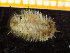  ( - ZMBN_130539)  @11 [ ] Creative Commons BY NC SA (2020) University of Bergen Natural History Collections