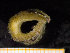  ( - ZMBN_130540)  @11 [ ] Creative Commons BY NC SA (2020) University of Bergen Natural History Collections