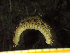  ( - ZMBN_130542)  @11 [ ] Creative Commons BY NC SA (2020) University of Bergen Natural History Collections