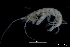  ( - ZMBN_130585)  @11 [ ] Creative Commons BY NC SA (2020) University of Bergen Natural History Collections