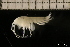  ( - ZMBN_131090)  @11 [ ] Creative Commons BY NC SA (2022) University of Bergen Natural History Collections