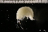  ( - ZMBN_131091)  @11 [ ] Creative Commons BY NC SA (2022) University of Bergen Natural History Collections