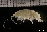  ( - ZMBN_131103)  @11 [ ] Creative Commons BY NC SA (2022) University of Bergen Natural History Collections