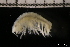  ( - ZMBN_131106)  @11 [ ] Creative Commons BY NC SA (2022) University of Bergen Natural History Collections