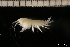  ( - ZMBN_131107)  @11 [ ] Creative Commons BY NC SA (2022) University of Bergen Natural History Collections