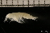  ( - ZMBN_131108)  @11 [ ] Creative Commons BY NC SA (2022) University of Bergen Natural History Collections