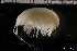  ( - ZMBN_131109)  @11 [ ] Creative Commons BY NC SA (2022) University of Bergen Natural History Collections