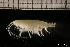  ( - ZMBN_131136)  @11 [ ] Creative Commons BY NC SA (2022) University of Bergen Natural History Collections