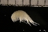  ( - ZMBN_131156)  @11 [ ] Creative Commons BY NC SA (2022) University of Bergen Natural History Collections