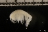 ( - ZMBN_131159)  @11 [ ] Creative Commons BY NC SA (2022) University of Bergen Natural History Collections