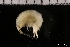  ( - ZMBN_131203)  @11 [ ] Creative Commons BY NC SA (2022) University of Bergen Natural History Collections