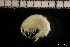  ( - ZMBN_131205)  @11 [ ] Creative Commons BY NC SA (2022) University of Bergen Natural History Collections