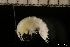  ( - ZMBN_131206)  @11 [ ] Creative Commons BY NC SA (2022) University of Bergen Natural History Collections