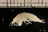  ( - ZMBN_131233)  @11 [ ] Creative Commons BY NC SA (2022) University of Bergen Natural History Collections
