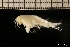  ( - ZMBN_131253)  @11 [ ] Creative Commons BY NC SA (2022) University of Bergen Natural History Collections