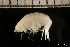  ( - ZMBN_131254)  @11 [ ] Creative Commons BY NC SA (2022) University of Bergen Natural History Collections