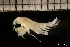  ( - ZMBN_131296)  @11 [ ] Creative Commons BY NC SA (2022) University of Bergen Natural History Collections