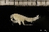  ( - ZMBN_131300)  @11 [ ] Creative Commons BY NC SA (2022) University of Bergen Natural History Collections