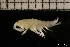  ( - ZMBN_131306)  @11 [ ] Creative Commons BY NC SA (2022) University of Bergen Natural History Collections