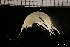  ( - ZMBN_131347)  @11 [ ] Creative Commons BY NC SA (2022) University of Bergen Natural History Collections