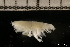  ( - ZMBN_131447)  @11 [ ] Creative Commons BY NC SA (2022) University of Bergen Natural History Collections