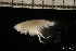  ( - ZMBN_131448)  @11 [ ] Creative Commons BY NC SA (2022) University of Bergen Natural History Collections