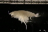  ( - ZMBN_131460)  @11 [ ] Creative Commons BY NC SA (2022) University of Bergen Natural History Collections