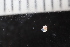  ( - ZMBN_131479)  @11 [ ] CreativeCommons - Attribution Non-Commercial Share-Alike (2019) University of Bergen Natural History Collections