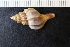  ( - ZMBN_131507)  @11 [ ] CreativeCommons - Attribution Non-Commercial Share-Alike (2019) University of Bergen Natural History Collections