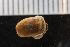  (Akeridae - ZMBN_131534)  @11 [ ] CreativeCommons - Attribution Non-Commercial Share-Alike (2019) University of Bergen Natural History Collections