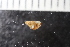  ( - ZMBN_131555)  @11 [ ] CreativeCommons - Attribution Non-Commercial Share-Alike (2019) University of Bergen Natural History Collections