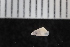  ( - ZMBN_131570)  @11 [ ] CreativeCommons - Attribution Non-Commercial Share-Alike (2019) University of Bergen Natural History Collections