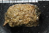  ( - ZMBN_132226)  @11 [ ] CreativeCommons - Attribution Non-Commercial Share-Alike (2020) University of Bergen Natural History Collections