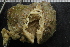  (Styela rustica - ZMBN_132236)  @11 [ ] CreativeCommons - Attribution Non-Commercial Share-Alike (2020) University of Bergen Natural History Collections