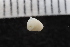  ( - ZMBN_132272)  @11 [ ] CreativeCommons - Attribution Non-Commercial Share-Alike (2019) University of Bergen Natural History Collections