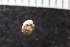  (Philine sp. 2JAK - ZMBN_132273)  @11 [ ] CreativeCommons - Attribution Non-Commercial Share-Alike (2019) University of Bergen Natural History Collections